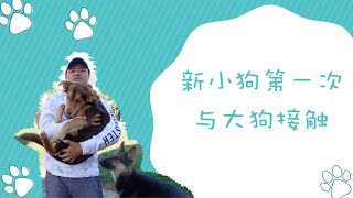 新小狗第一次与大狗见面如果家里突然来了幼犬