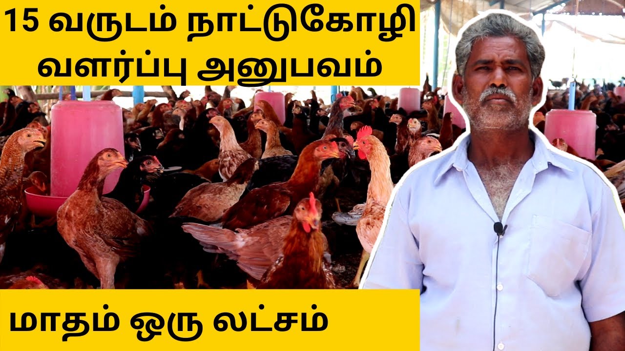 country chicken farm business plan in tamil