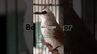 #trucukbetinamemanggiljantan #ropeltrucukan #trucukan #birds #birdsong #suaratrucukanfullropel