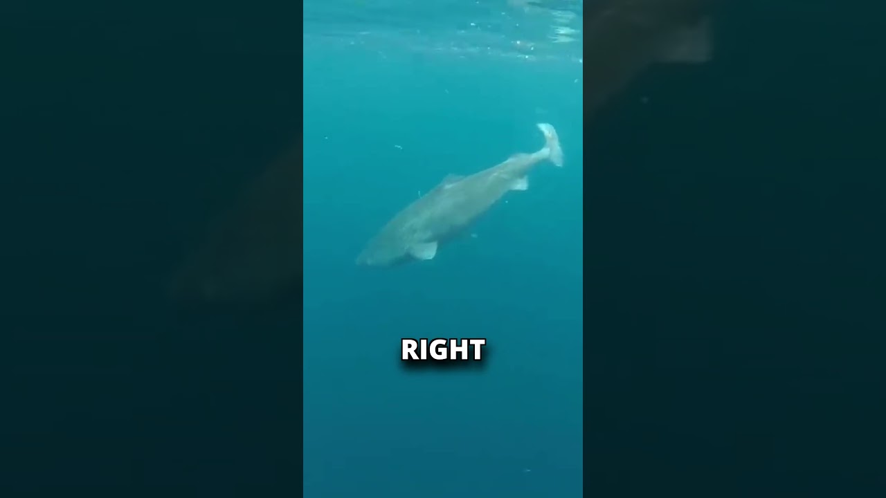 Greenland Shark - The shark with a lifespan of centuries! 