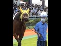 フェロモンを嗅いでご満悦のニシノマッハと「またやってるよ…」と呆れる厩務員さん　#shorts