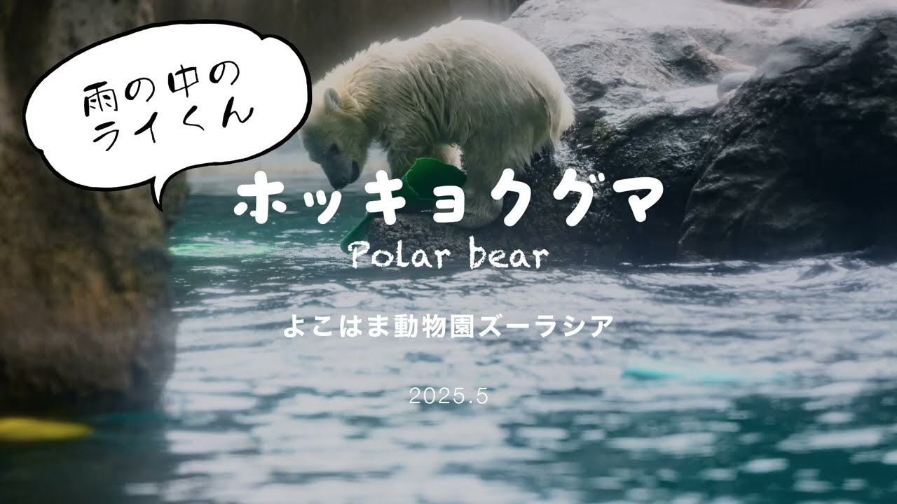 Polar bear Fubuki｜ホッキョクグマ シロクマ フブキ 東山動