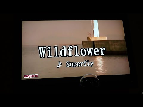 Superfly - Wildflower 歌ってみた