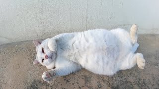 魚屋さんの前でゴロンゴロンして客引きをする可愛い看板猫達