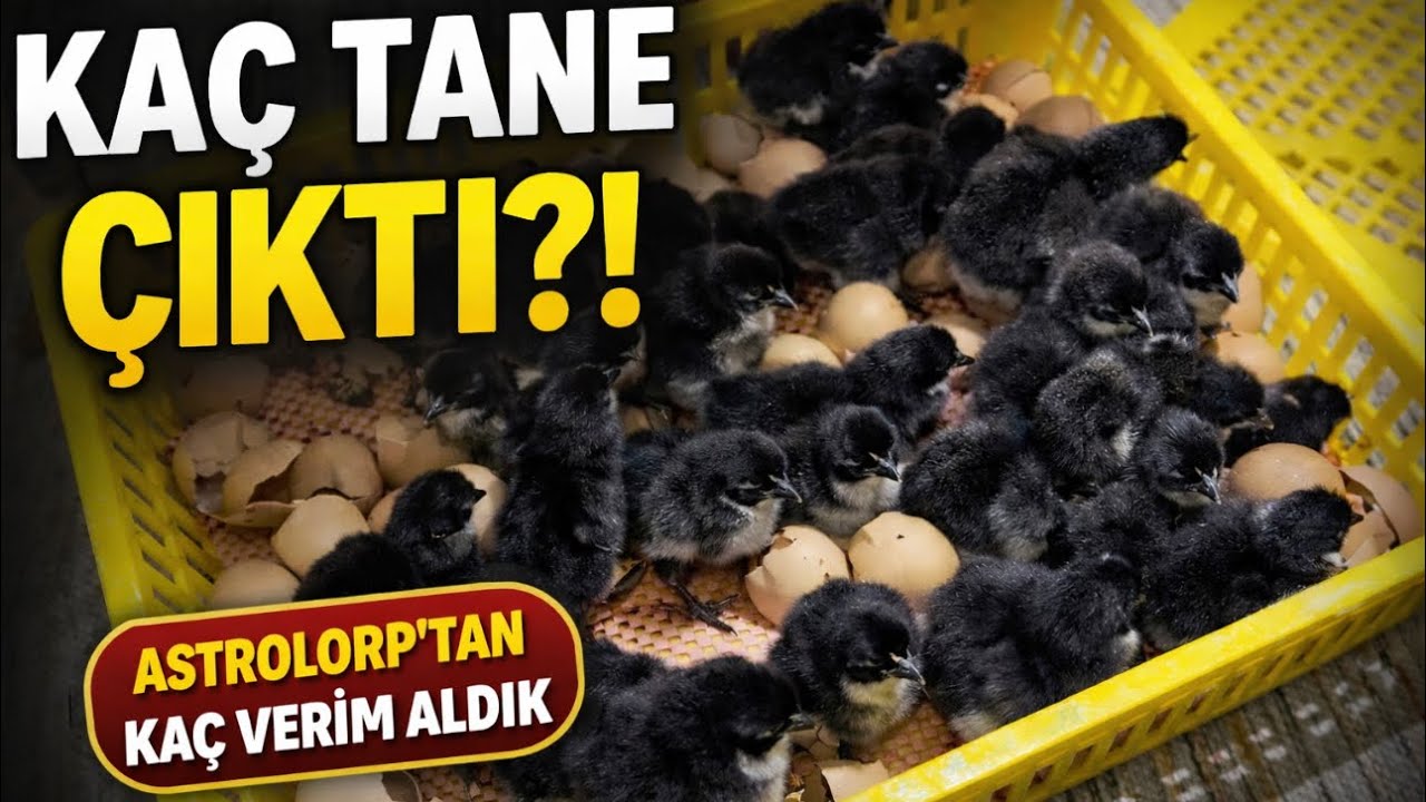 🐣 Australorp Civciv Çıkımı! Kaç Tane Aldık? 😱 Verim Şaşırttı!
