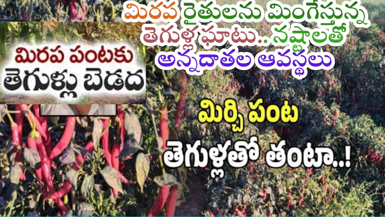 మిరప రైతులను మింగేస్తున్న తెగుళ్ల ఘాటు.. నష్టాలతో అన్నదాతల ఆవస్థలు.