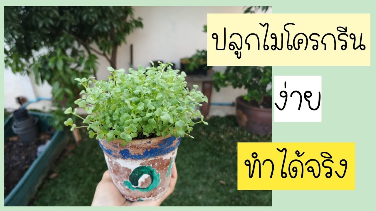 ไมโครกรีน ผักปลูกง่าย 12-15 วันได้กิน !! #แพลนต์เบสต์