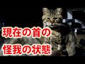 【閲覧注意】首を怪我してる猫の現在の首の状態。今までと今後について