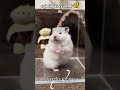 Adorable Hamster description 🐹#hamsters #animals #cute #adorable