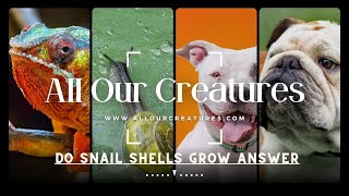 Do Snail Shells Grow [Full Guide]
