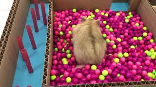 Famous 🐹 My Hamster in 6 Level Pyramid Maze. Cardboard game. DIY Profile