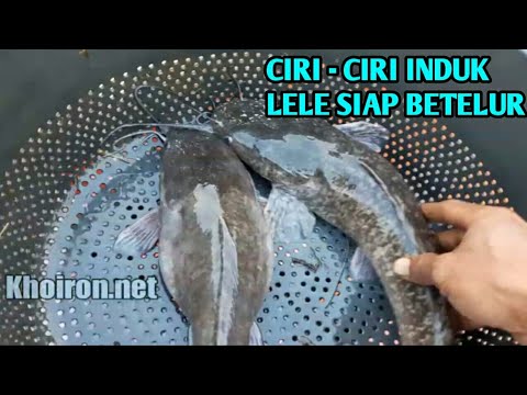 Video: Bagaimana ikan lele bertelur? Fitur kehidupan