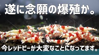 They just can't stop! Here's an amazing tank with the perfect