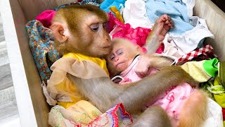 Monkey Kaka cuddling baby monkey Mit is so cute while sleeping