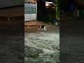 numpang lewat #cat #kucinglucubandung #imut #kucing #kucinglucu #shortvideo