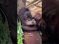 Meet The Orangutan Wildlife Nature Animals