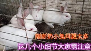 刚断奶的小兔问题太多，伤亡率太高，这几个小细节大家要注意