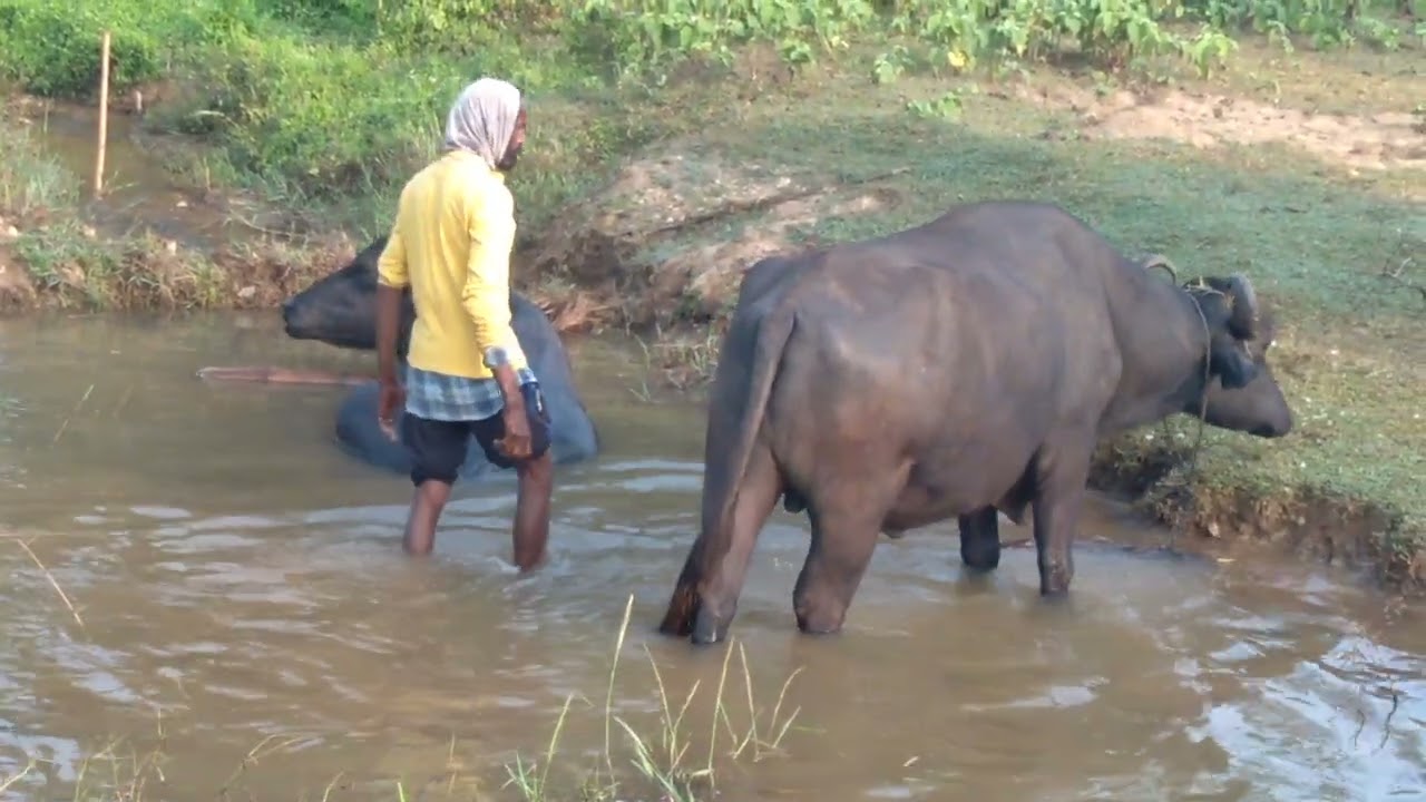 Animals Lovers ❤ #animals #cow #dog #village #farming #youtube #video #jangalmahal