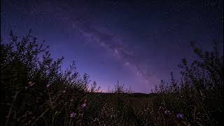 Starry Night Ambience in a Peaceful Meadow | Crickets &amp; Gentle Wind | 4K Sleep Relaxation