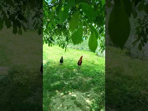 Rose and cockerel