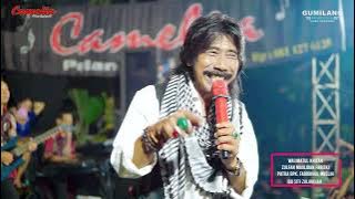 CAMELIA - MALAM MINGGU LUKITO  - WALIMATUL KHITAN - ZULFAN MAULIDAN - JAMBU TIMUR MLONGGO JEPARA