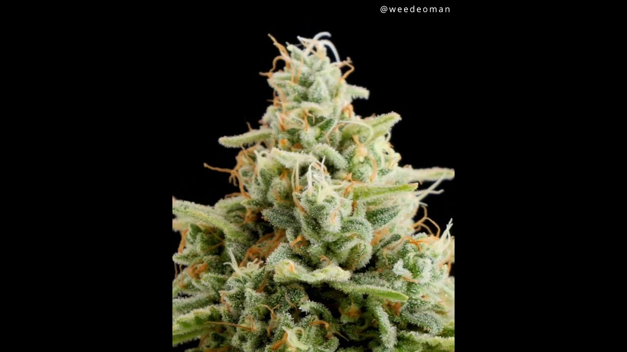 Sherbdog #3 The Grateful Seeds