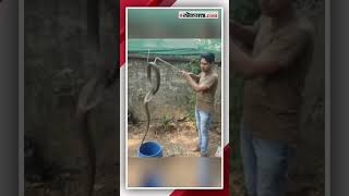 अबब! घरात शिरला बॅल्क कोब्रा प्रजातीचा नाग; सर्पमित्रांनी दिलं जीवनदान | Kalyan