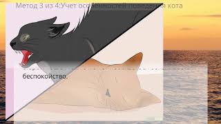 Как определить возраст кота Как определить возраст кота