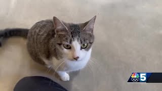 Pet Connection: April 4, 2024