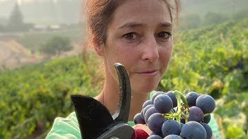 More Grape Sampling: Berries vs Clusters