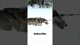 These Huskies Were MADE for This #husky #dogsled #amazing