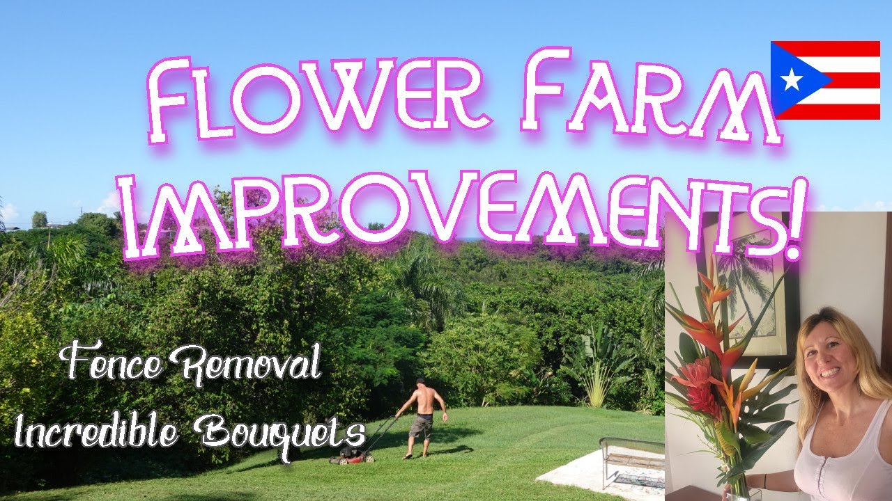 How to Remove Chainlink Fence, Flower Arranging - our PR Flower Farm Life: This Old Finca