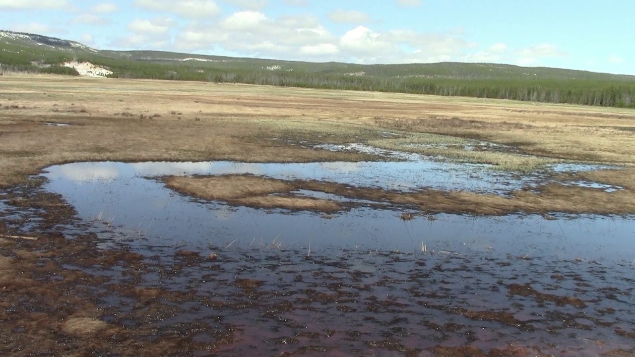 Boreal Chorus Frogs Calling in Yellowstone YouTube