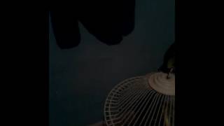 INCREÍBLE COMO CANTA EL COTORRO!!!