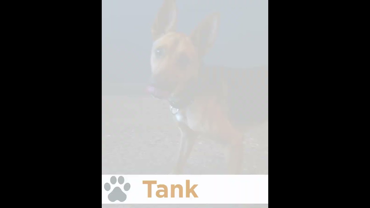 Pinal Pets Episode 191 - Meet Tank