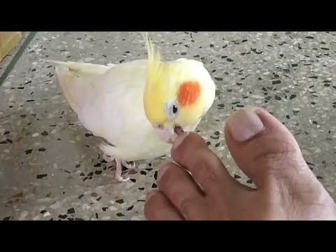 funny-cockatiel-parrot-fighting-with-toe-|-सबसे-सुंदर-तोते-#parrotworld