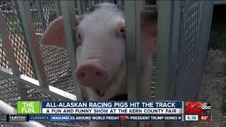 All-Alaskan Racing Pigs hit the track at the Kern County Fair