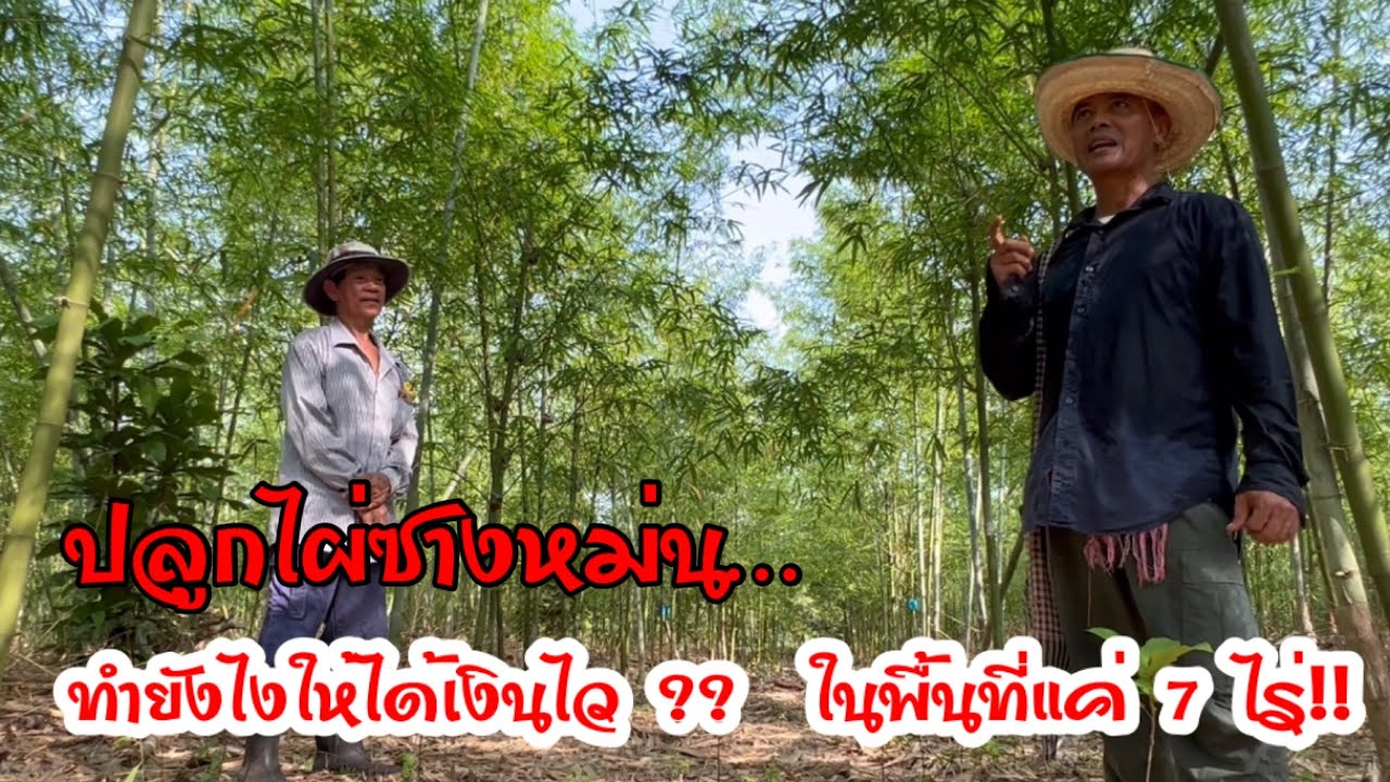 ปลูกไผ่ซางหม่น…ทำยังไงให้ได้เงินไว ?? ได้เงินต่อเนื่องในพื้นที่ 7 ไร่   !!