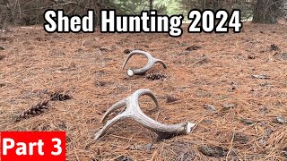 Shed Hunting 2024  Biggest Shed this Year  Part 3