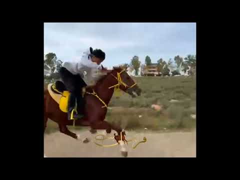 ماشاءالله سرعة رهيبة لهذا الحصان Horse Horseriding خيل حصان 