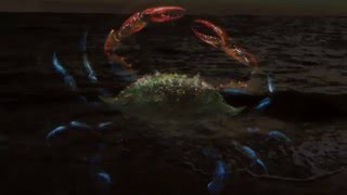 Where do the Crabs Go?