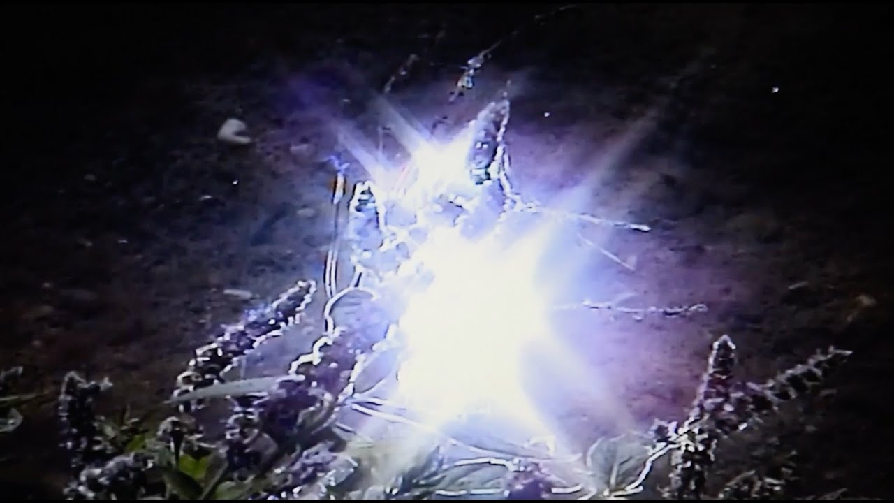 Manticora x Imagea (A/V)