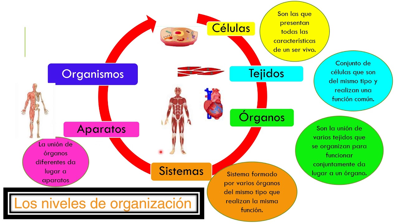 Niveles alergia granada