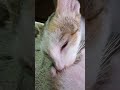 #cat #cats #catlover #catlife #catsoftiktok #catvideo #cutecat #funnycat #kitty #kitten #meow