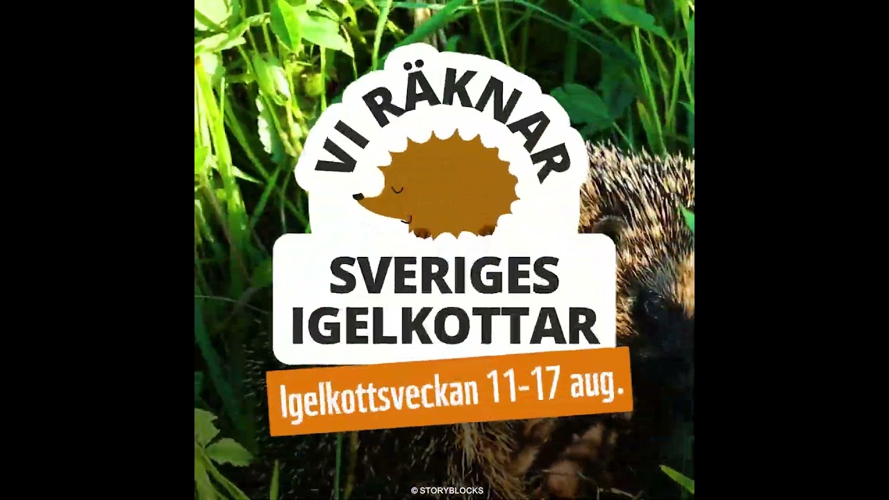 🦔 VAD H&Auml;NDER MED IGELKOTTARNA?
