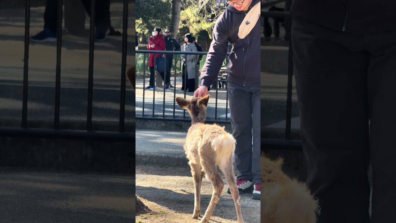 Nara Park deer japan