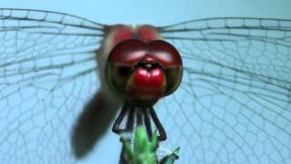 Macro Of Red Dragonfly By Tamron 180Mm F3.5 Macro