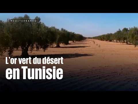 The Green Gold of the Tunisian Desert
