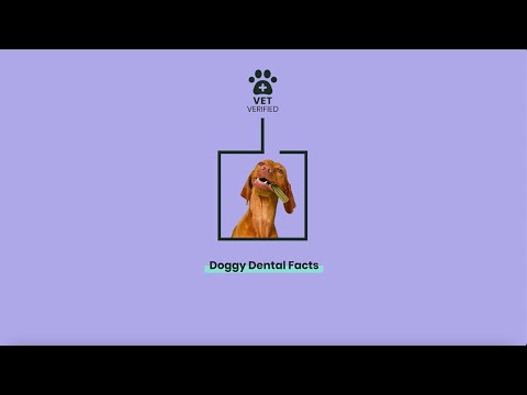 Vet Verified Dog Dental Facts