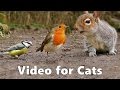 Video for Cats to Watch : Squirrels and Birds Extravaganza